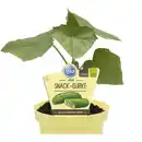 Bild 1 von Gurke, Ø12cm-Topf, bio