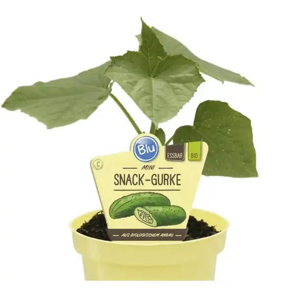 Bild 1 von Gurke, Ø12cm-Topf, bio