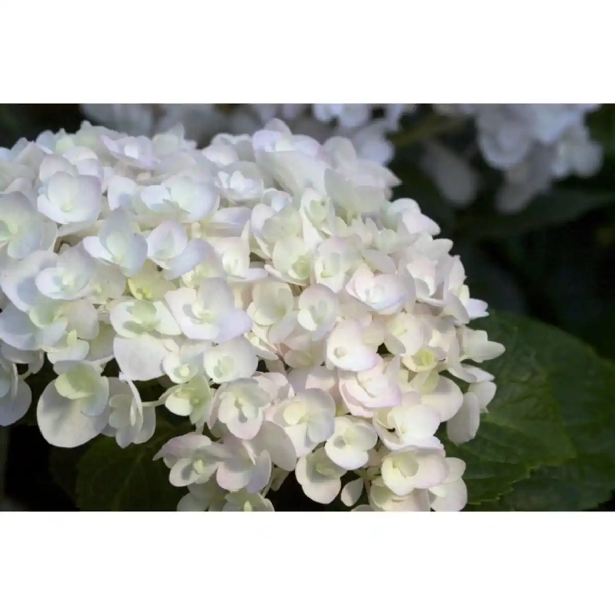 Bild 2 von Hortensie macrophylla Hydrangea »Summer Love«