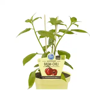 Chili »Rocoto Red«, Ø12cm-Topf, bio
