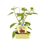 Bild 1 von Chili »Rocoto Red«, Ø12cm-Topf, bio