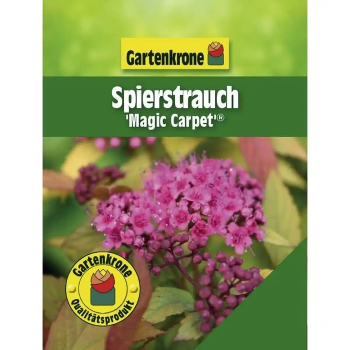 Bild 3 von Spierstrauch, Spiraea japonica »Magic Carpet«, Blätter: grün/gelb, Blüten: rosa/pink