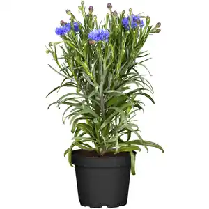 toom Staude verschiedene Sorten 13 cm Topf