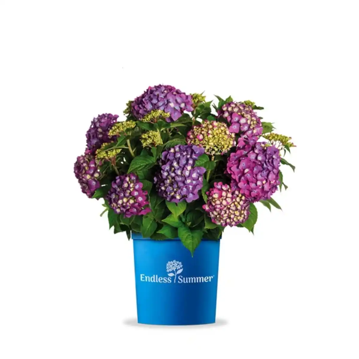 Bild 1 von Bauernhortensie, Hydrangea macrophylla »SummerLove«, aktuelle Höhe (max.): 30 cm, lila, winterhart