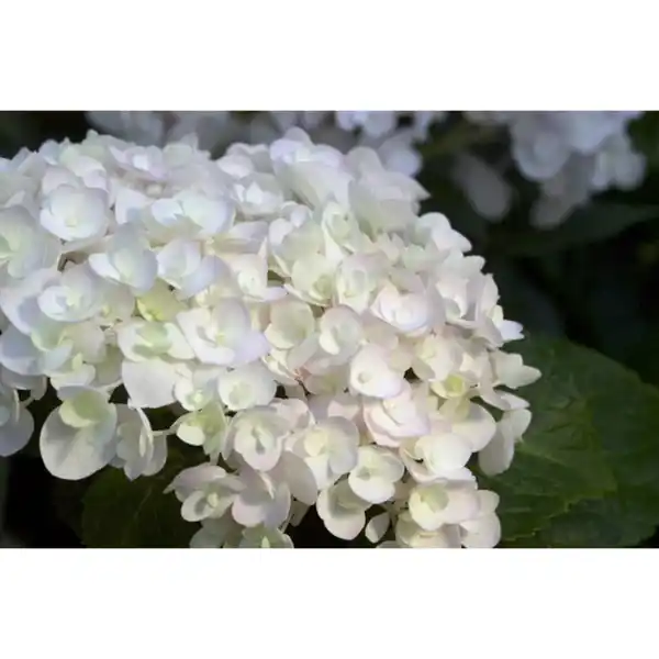 Bild 2 von Ballhortensie macrophylla Hydrangea »Endless Summer The Bride«