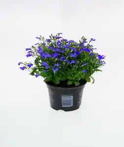 Männertreu Lobelia erinus H 15 cm 10,5 cm Topf