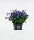 Bild 1 von Männertreu Lobelia erinus H 15 cm 10,5 cm Topf