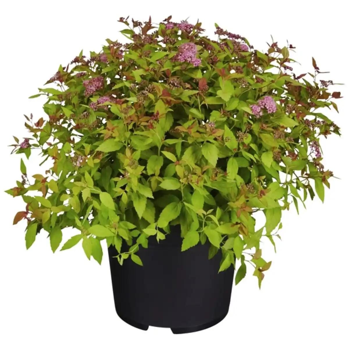 Bild 1 von Spierstrauch, Spiraea japonica »Magic Carpet«, Blätter: grün/gelb, Blüten: rosa/pink