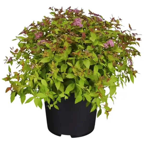 Bild 1 von Spierstrauch, Spiraea japonica »Magic Carpet«, Blätter: grün/gelb, Blüten: rosa/pink