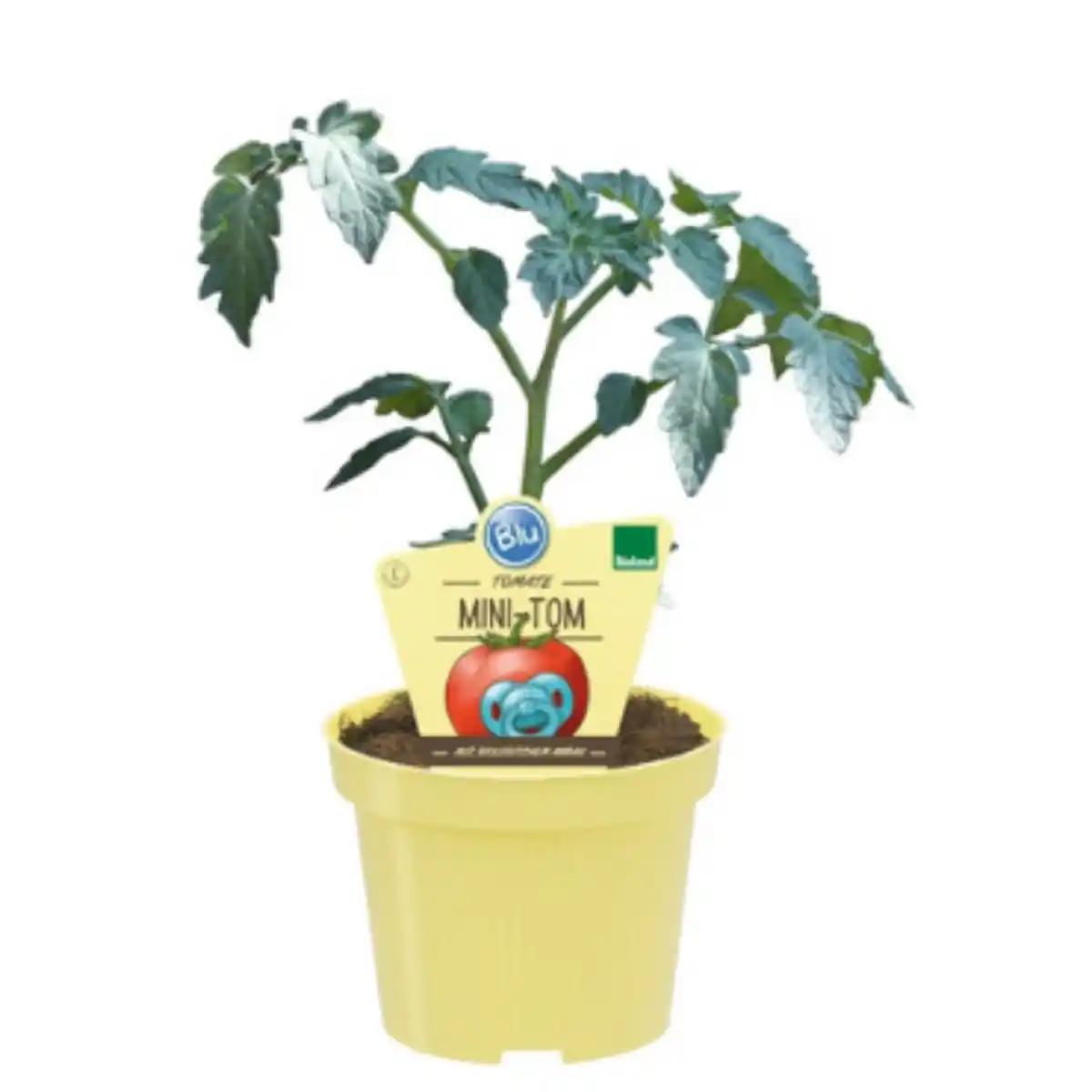 Bild 1 von Tomate »Mini-Tom«, Ø12cm-Topf, bio