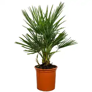 Zwergpalme 60 cm Topf 18 cm