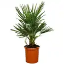 Bild 1 von Zwergpalme 60 cm Topf 18 cm