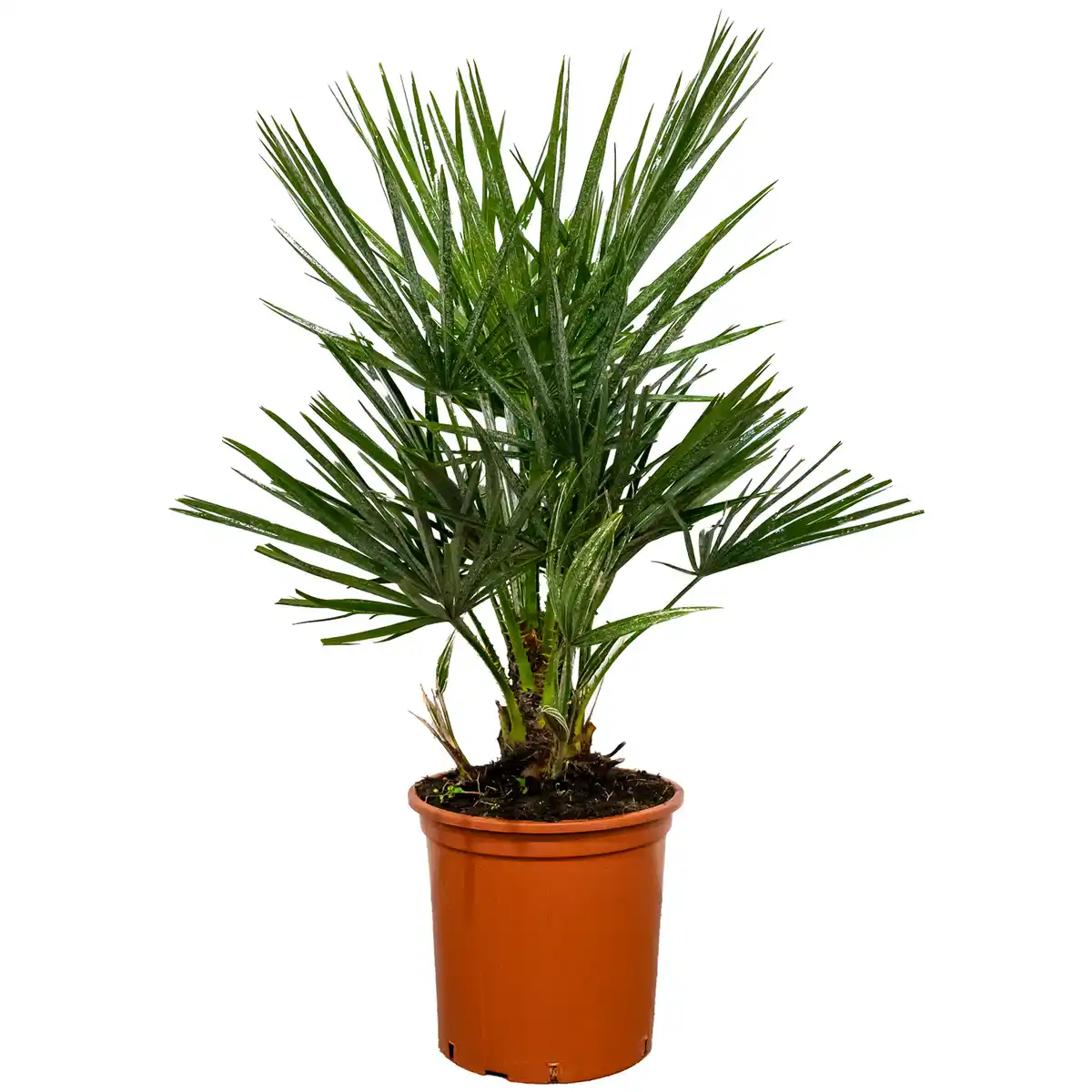 Bild 1 von Zwergpalme 60 cm Topf 18 cm