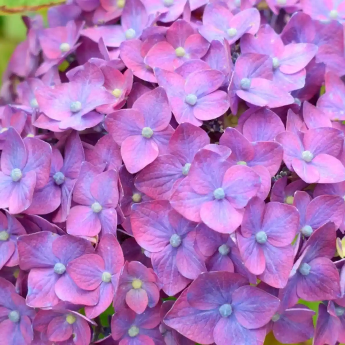Bild 2 von Bauernhortensie, Hydrangea macrophylla »SummerLove«, aktuelle Höhe (max.): 30 cm, lila, winterhart