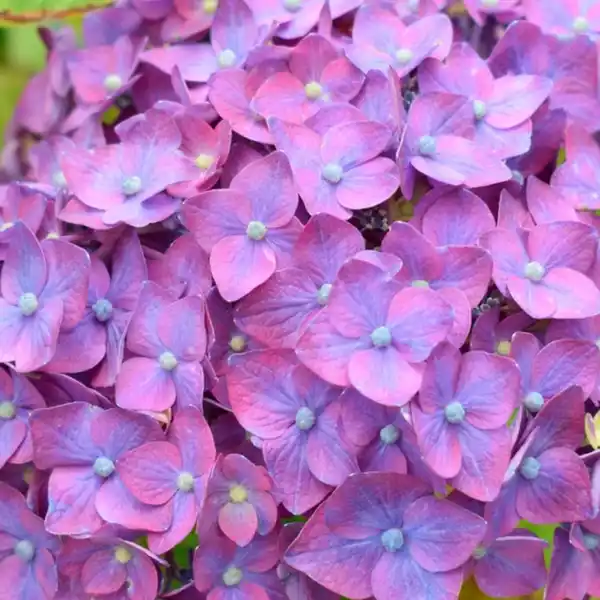 Bild 2 von Bauernhortensie, Hydrangea macrophylla »SummerLove«, aktuelle Höhe (max.): 30 cm, lila, winterhart