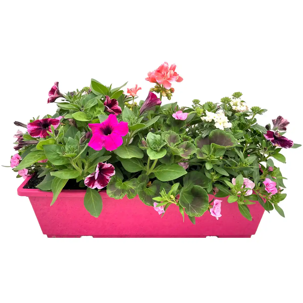 Bild 1 von Balkonkasten bepflanzt mit Blühpflanzen 50 cm