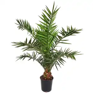 Kanarische Dattelpalme 120 cm Topf 21 cm