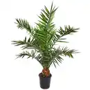 Bild 1 von Kanarische Dattelpalme 120 cm Topf 21 cm