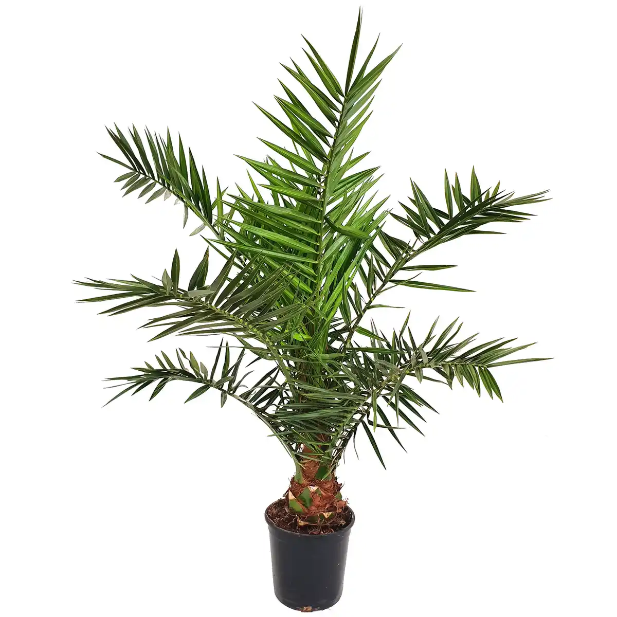 Bild 1 von Kanarische Dattelpalme 120 cm Topf 21 cm