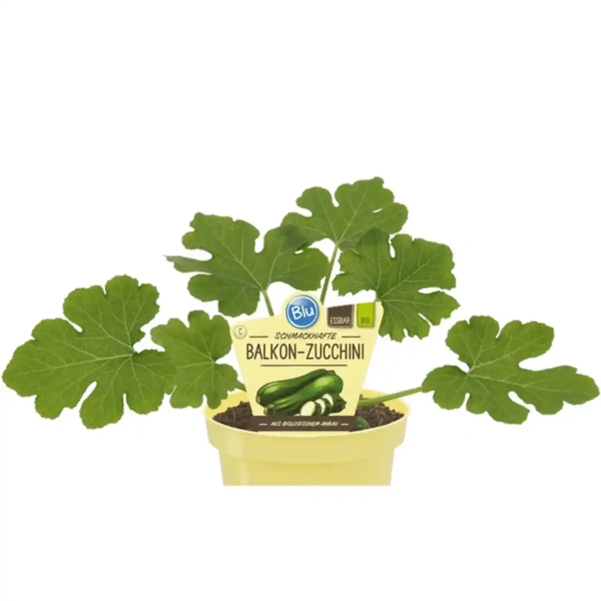 Bild 1 von Zucchini, Ø12cm-Topf, bio