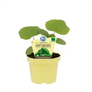 Gurke »Hexennase«, Ø12cm-Topf, bio