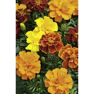 Studentenblume, Tagetes Patula-Hybriden, Blüte: gemischt, kleinblütig