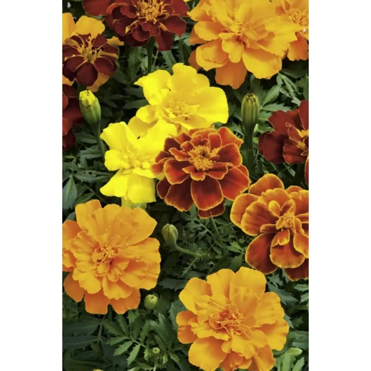 Bild 1 von Studentenblume, Tagetes Patula-Hybriden, Blüte: gemischt, kleinblütig