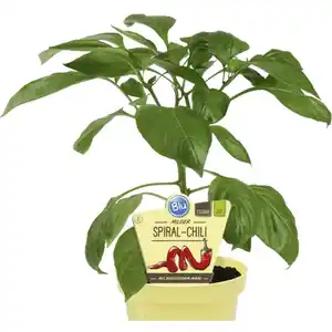 Chili »mild«, Ø12cm-Topf, bio
