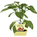 Bild 1 von Chili »mild«, Ø12cm-Topf, bio