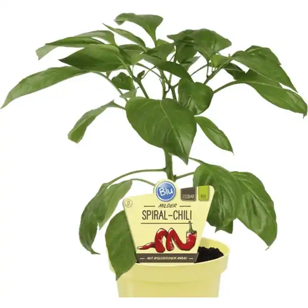 Bild 1 von Chili »mild«, Ø12cm-Topf, bio
