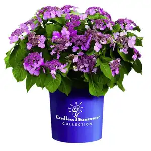 Hortensie macrophylla Hydrangea »Summer Love«