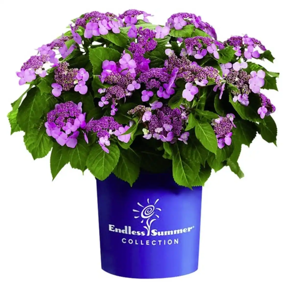 Bild 1 von Hortensie macrophylla Hydrangea »Summer Love«