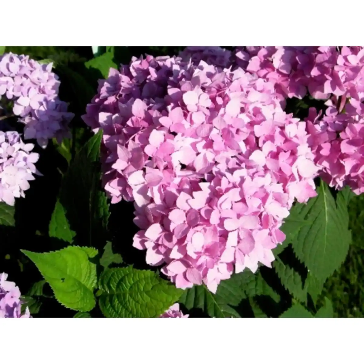 Bild 3 von Ballhortensie macrophylla Hydrangea »Endless Summer«
