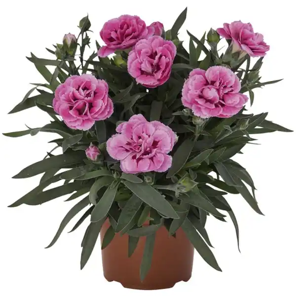 Bild 4 von Landnelke, Dianthus caryophyllus, Blüte: mehrfarbig