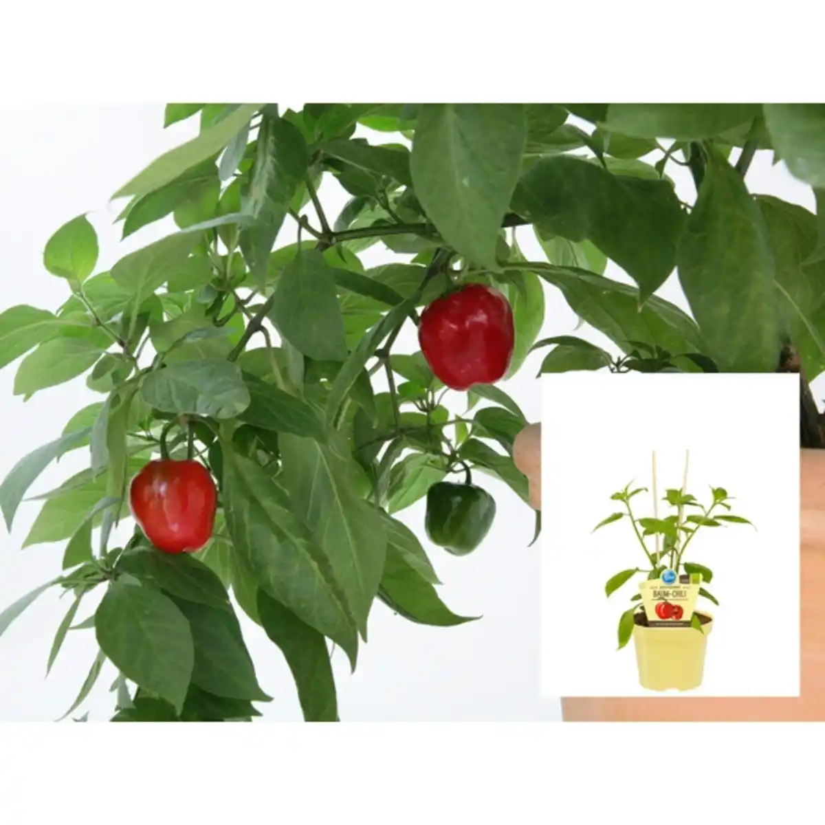 Bild 2 von Chili »Rocoto Red«, Ø12cm-Topf, bio