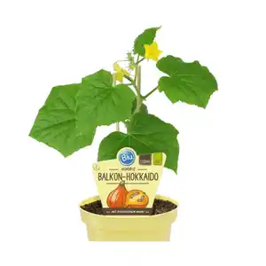 Hokkaido-Kürbis, Ø12cm-Topf, bio