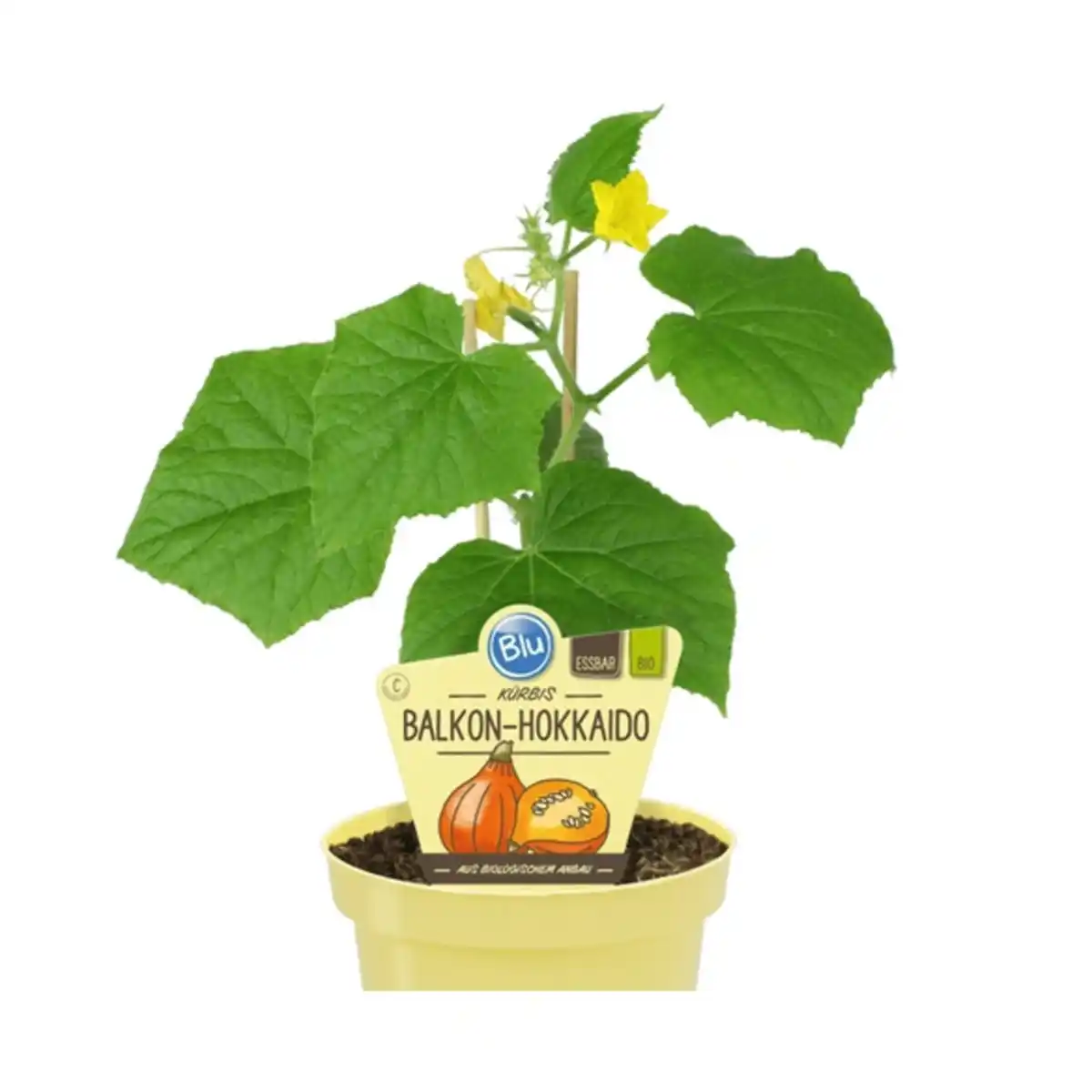Bild 1 von Hokkaido-Kürbis, Ø12cm-Topf, bio