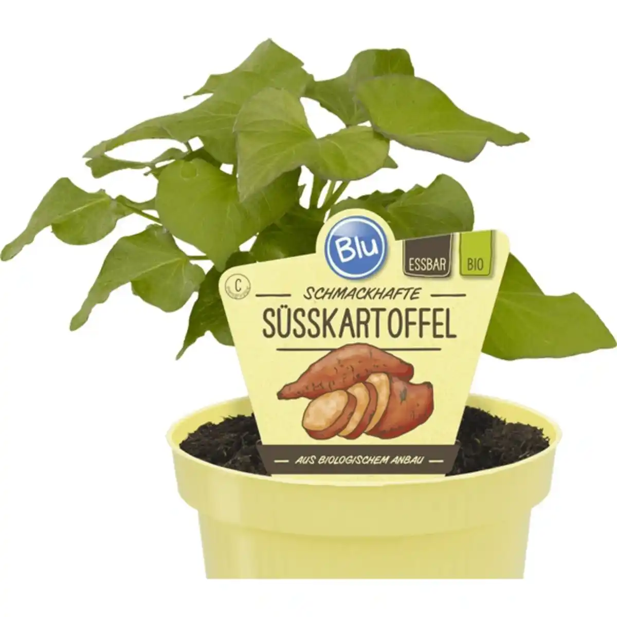 Bild 1 von Süßkartoffel, Ipomoea batatas,