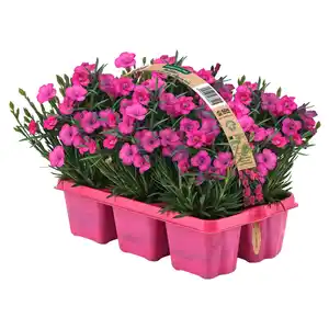 GARDENLINE Nelken, 6er-Schale