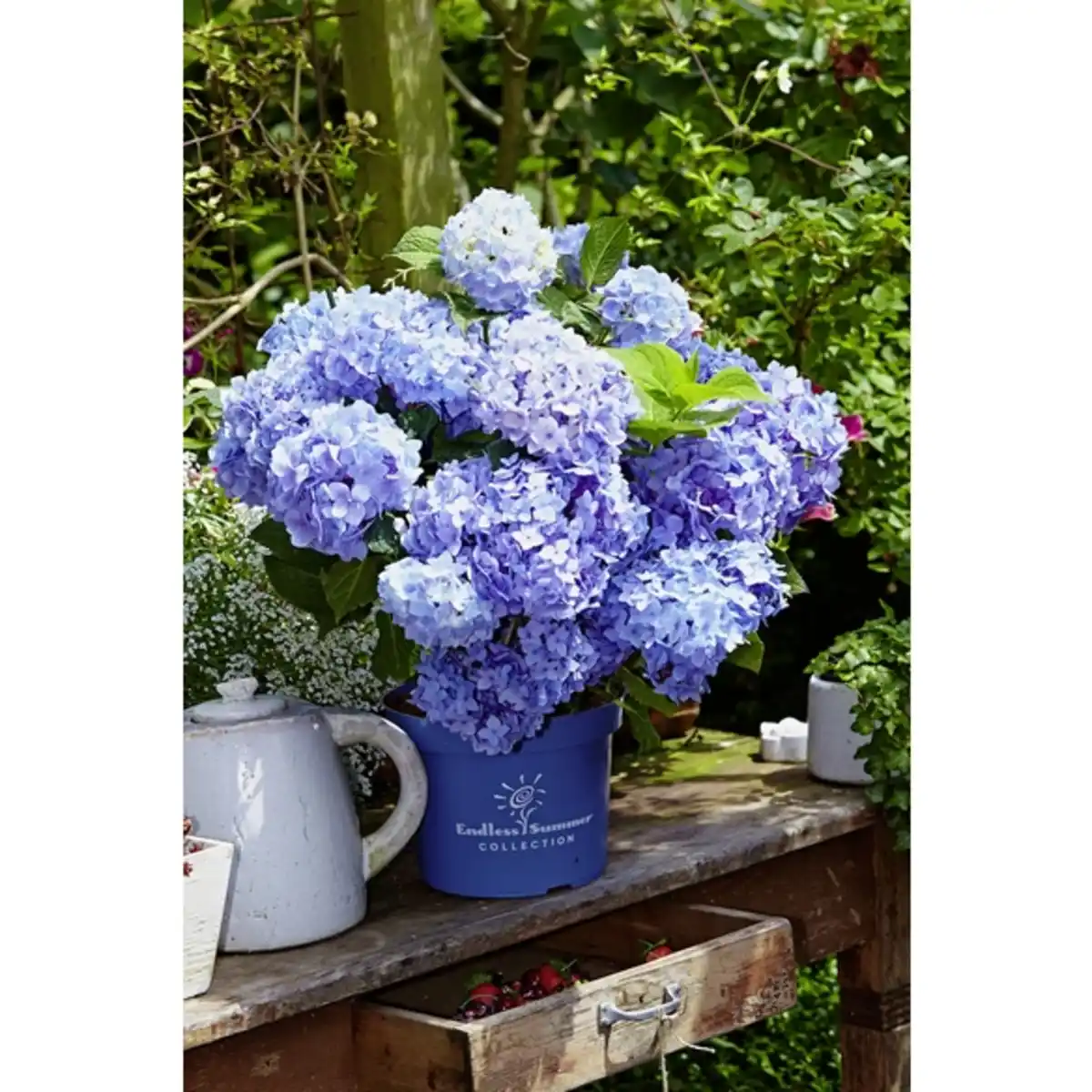 Bild 2 von Ballhortensie macrophylla Hydrangea »Endless Summer «