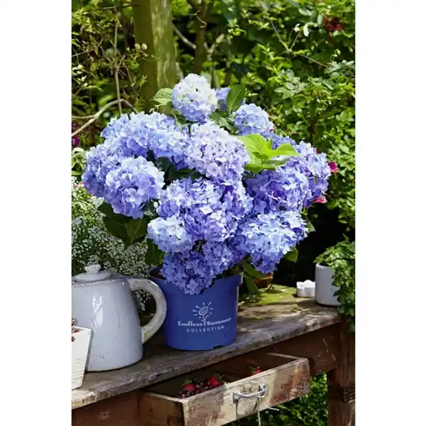 Bild 2 von Ballhortensie macrophylla Hydrangea »Endless Summer «