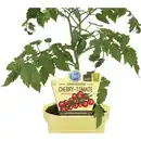 Bild 1 von Tomate »Pepe«, Ø12cm-Topf, bio