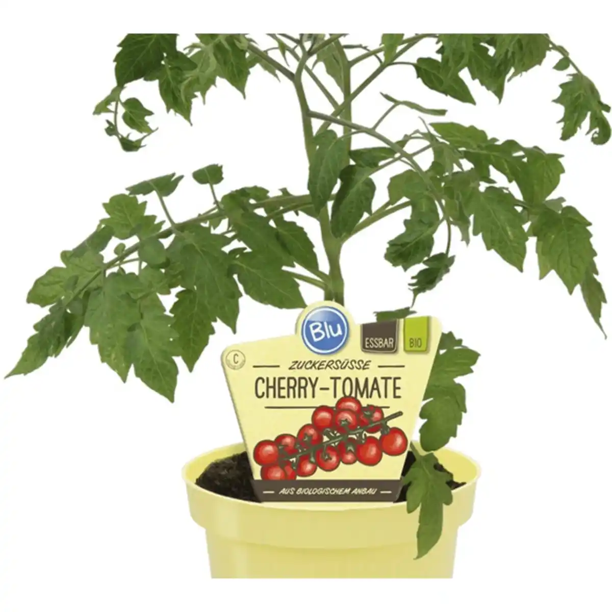 Bild 1 von Tomate »Pepe«, Ø12cm-Topf, bio