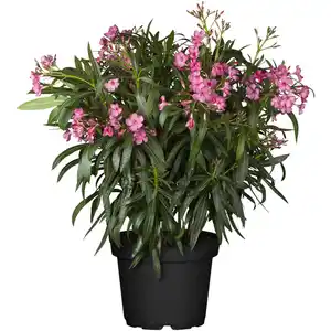 toom Oleander-Busch verschiedene Farben 80 bis 100 cm, 25 cm Topf