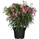 Bild 1 von toom Oleander-Busch verschiedene Farben 80 bis 100 cm, 25 cm Topf