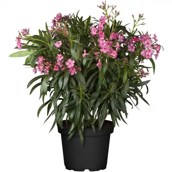 Bild 1 von toom Oleander-Busch verschiedene Farben 80 bis 100 cm, 25 cm Topf