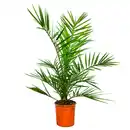 Bild 1 von Kanarische Dattelpalme 50 cm Topf 14 cm