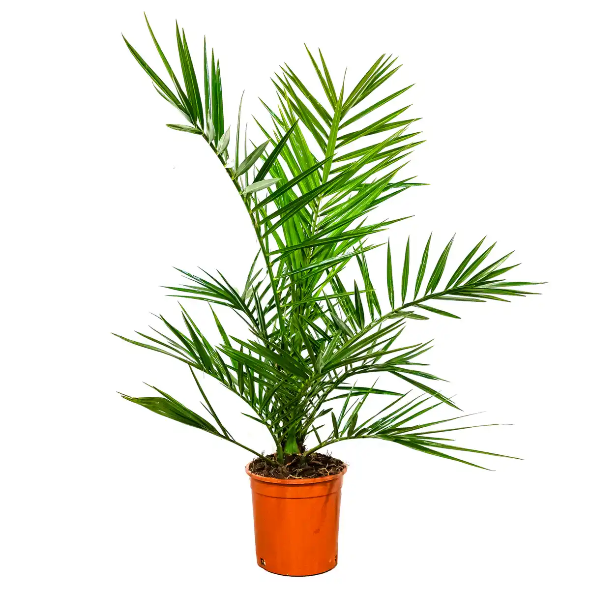 Bild 1 von Kanarische Dattelpalme 50 cm Topf 14 cm