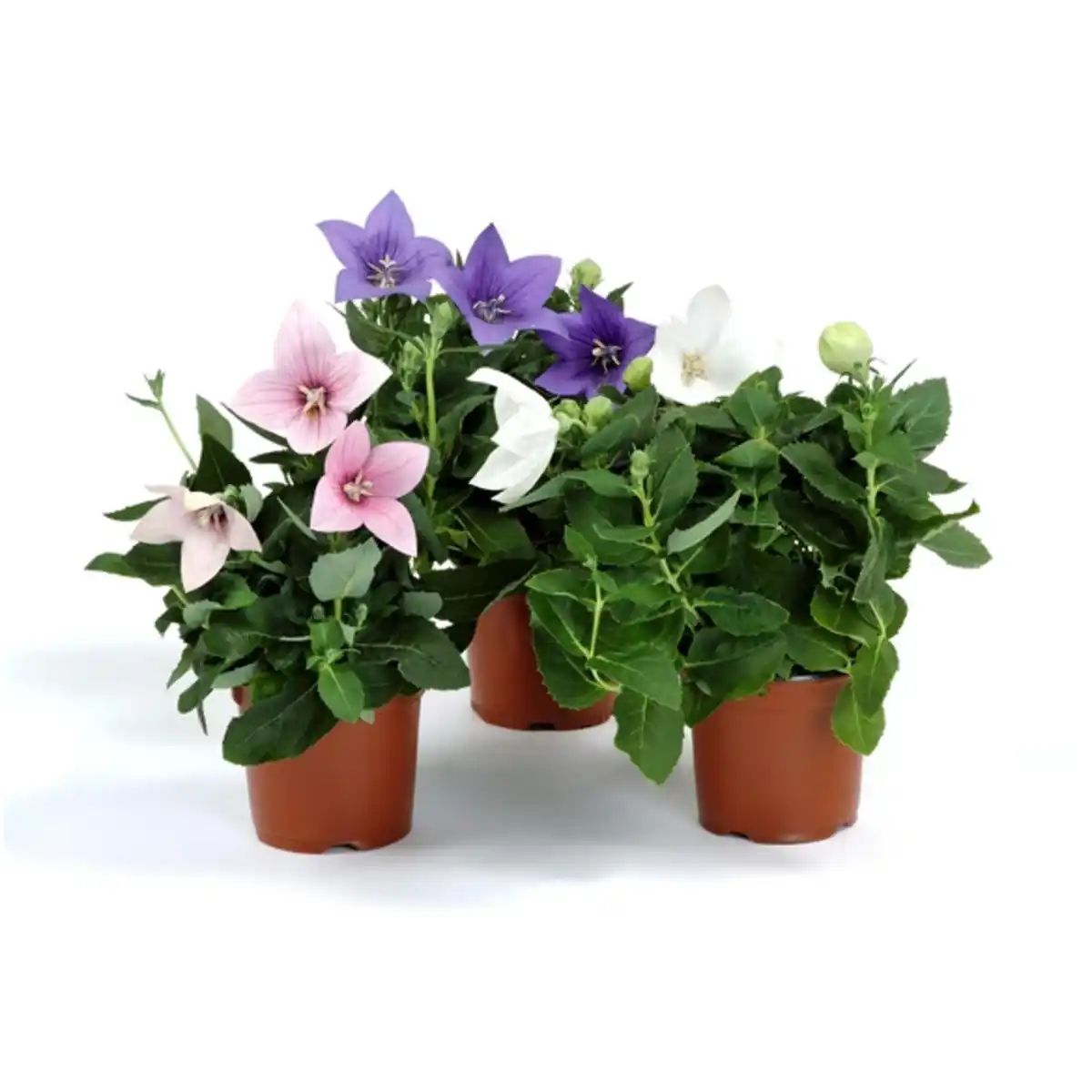 Bild 1 von Ballonblume »Platycodon grandiflorus«, bunt, winterhart