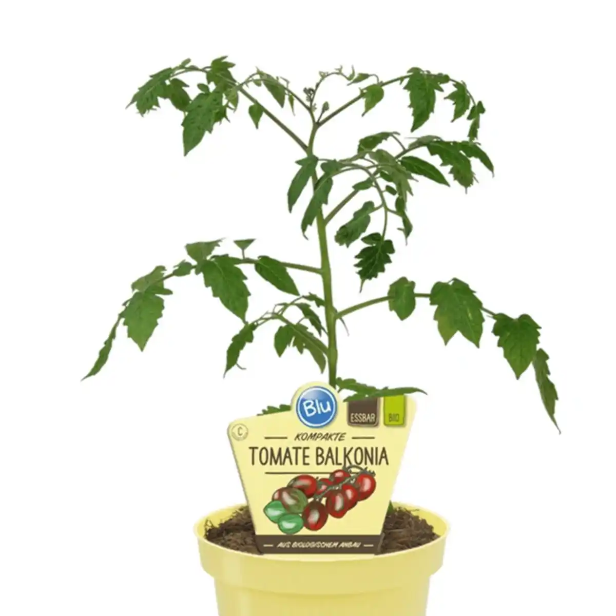 Bild 1 von Tomate »Balkonia«, Ø12cm-Topf, bio